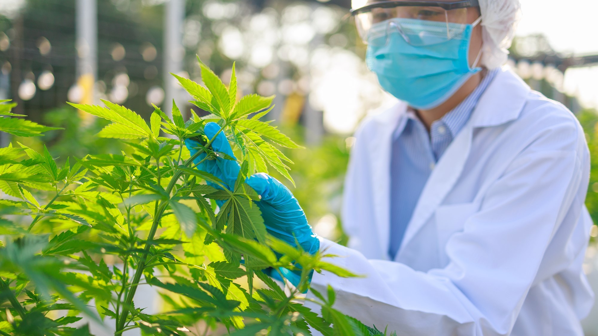 Main-Image-Hemp-Insurance-for-Tribal-Farmers