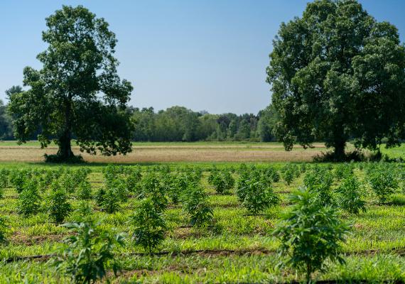 Hemp Crop Insurance
