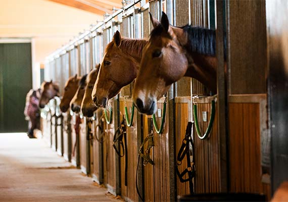 thumbnail-livestock-insurance