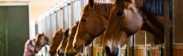 LIvestock_Insurance_md